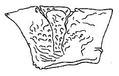 Callimenellus albomaculatus Gorochov & Voltshenkova, 2005: Fig. 20. pronotum, lateral view. (Otu).