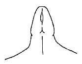 Callimenellus maculatus Gorochov & Voltshenkova, 2005: Fig. 4. male fastigium, dorsal view. (Otu).