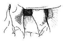 Callimenellus modestus Gorochov & Voltshenkova, 2005: Fig. 9. male pterothorax. (Otu).