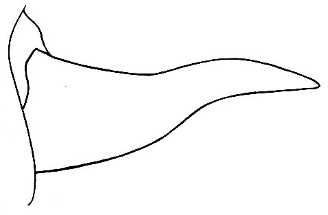 Cocconotus (Anoplocercus) annulipes (Hebard, 1927): Pl. XXI, Fig. 3 (after type). lateral outline of male cercus. (Otu).