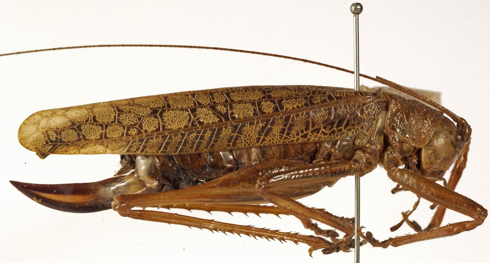 CollectionObject 1529701; 5d581db9-c05b-40f1-9933-63a8123a53cc: female, lateral view (holotype). (CollectionObject).
