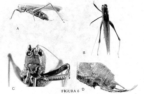 Cocconotus (Cocconotus) unicolor Kevan, 1989: male holotype: A lateral, B dorsal, C frontal, D lateral view of terminalia. (Otu).