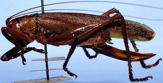 Cocconotus (Cocconotus) wheeleri Hebard, 1927: female, lateral view (allotype). (Otu).