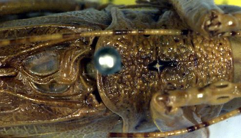 Cocconotus bellicosus Rehn, 1903: male pronotum and stridulatory apparatus (Costa Rica, Isla de Cocos). (Otu).