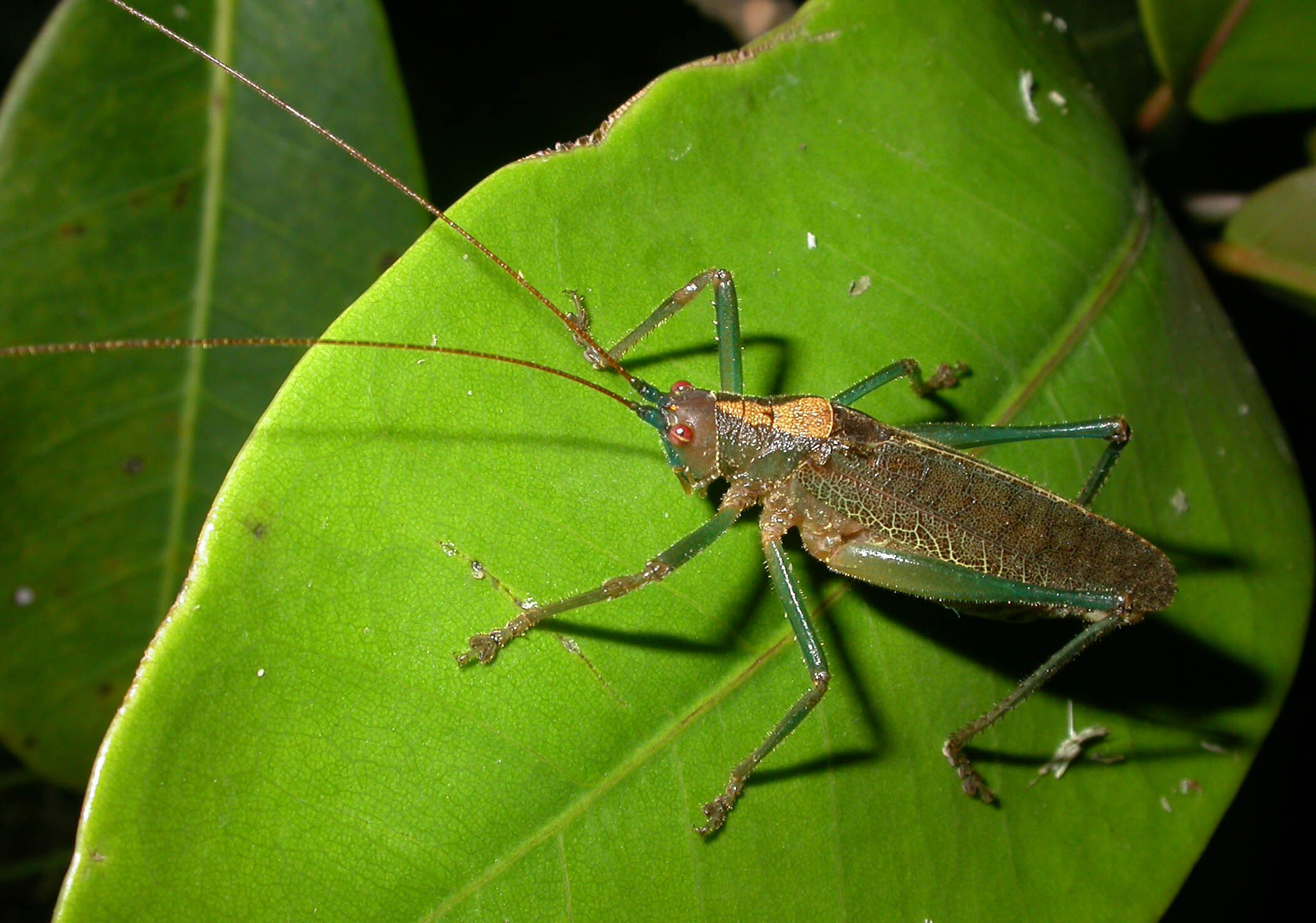 Docidocercus Beier, 1960: male, dorso-lateral view. Colombia, Santuario de fauna y flora Otún Quimbaya. (Otu).