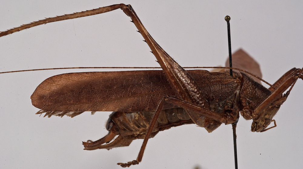 CollectionObject 1534553; 430cb05c-1691-4a2f-ad8c-ea85f3272cfd: male, lateral view (holotype). (CollectionObject).