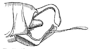Idiarthron carinatum Beier, 1960: Fig. 41. male abdomen tip, lateral view (subgenital plate 6.5 mm, styli 6 mm). (Otu).