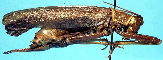 CollectionObject 1499296; d7a5ce65-61c5-4b70-8219-5e71bfa142dd: male, lateral view (holotype). (CollectionObject).