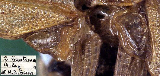 Idiarthron subquadratum Saussure & Pictet, 1898: male stridulatory area (syntype). (Otu).