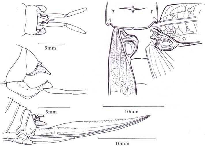 Idiarthron cerosum Bowen-Jones, 2000: figures from Bowen-Jones 2000. (Otu).