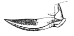 Melanonotus globosus (Brunner von Wattenwyl, 1895): Pl. 20, Fig. 26. ovipositor (22 mm). (Otu).
