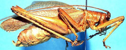 CollectionObject 1499292; eafeafca-d31f-4ddd-845c-eaa0b09879fb: male, lateral view (holotype). (CollectionObject).