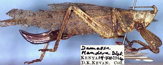 CollectionObject 1516911; ff0a099b-261c-46c5-85c1-593bae5fc6ee: female, lateral view (holotype). (CollectionObject).