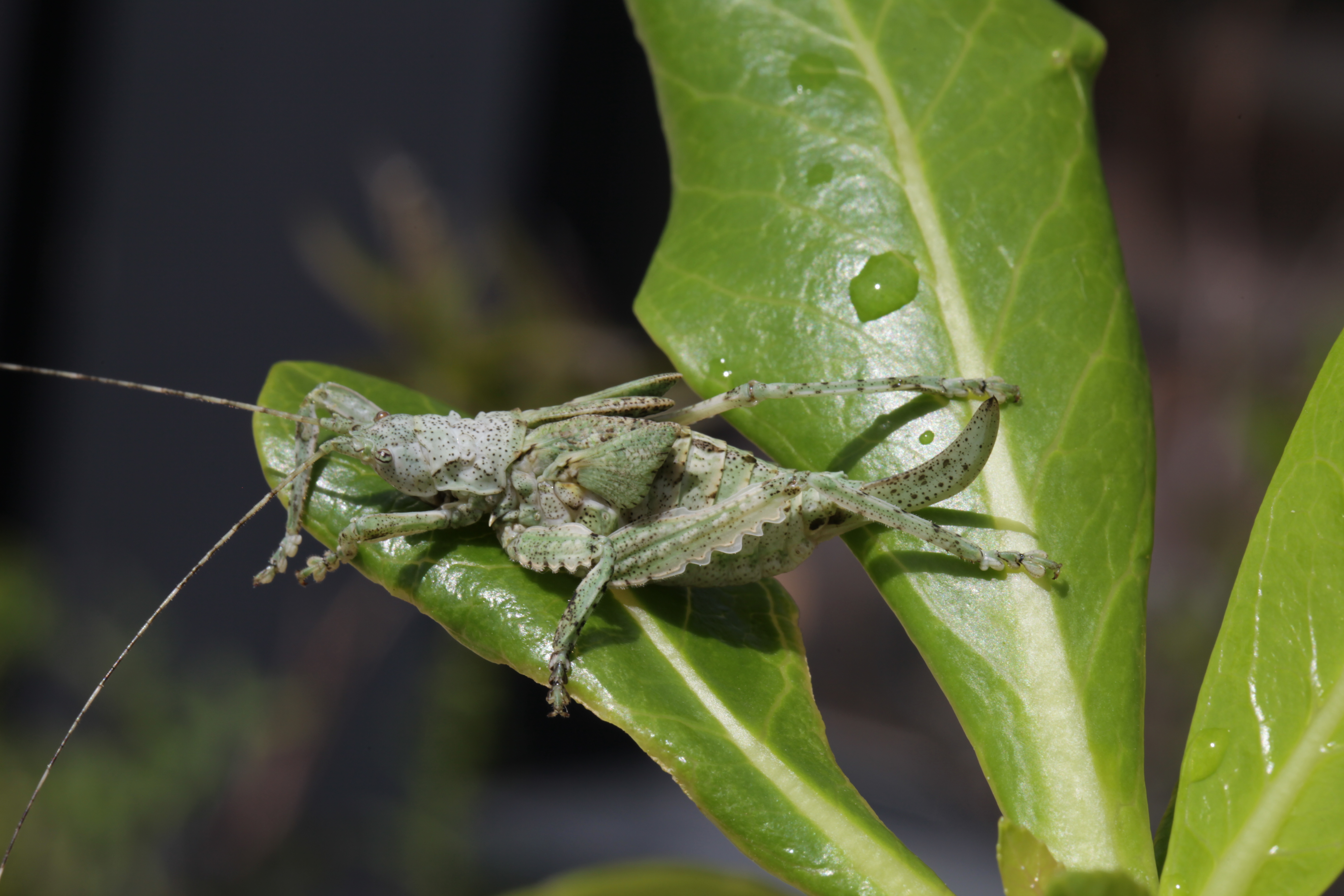 Cymatomerella muta Beier, 1954: female (Tanzania, Kisarawe, Kazimzumbwi). (Otu).
