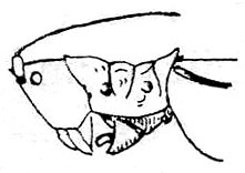 Cymatomerella spilophora (Walker, 1870): Fig. 128. female head and pronotum, lateral view. (Otu).