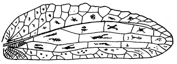 Olcinia grandis de Jong, 1939: Fig. 139 (same as Fig. 142 in Beier 1962). female right tegmen (62-64 mm). (Otu).