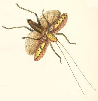 Parasanaa donovani (Donovan, 1834): Pl. XXV, Fig. 2 (from Oxford Digital Library). male (from Westwood 1848). (Otu).