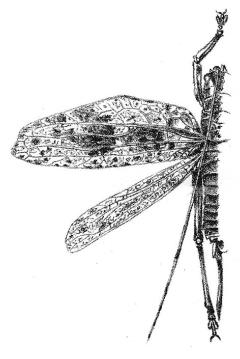 Platenia semialata Dohrn, 1888: Fig. 4 a. female wings (tegmen 36 mm, hind wing 32 mm). (Otu).