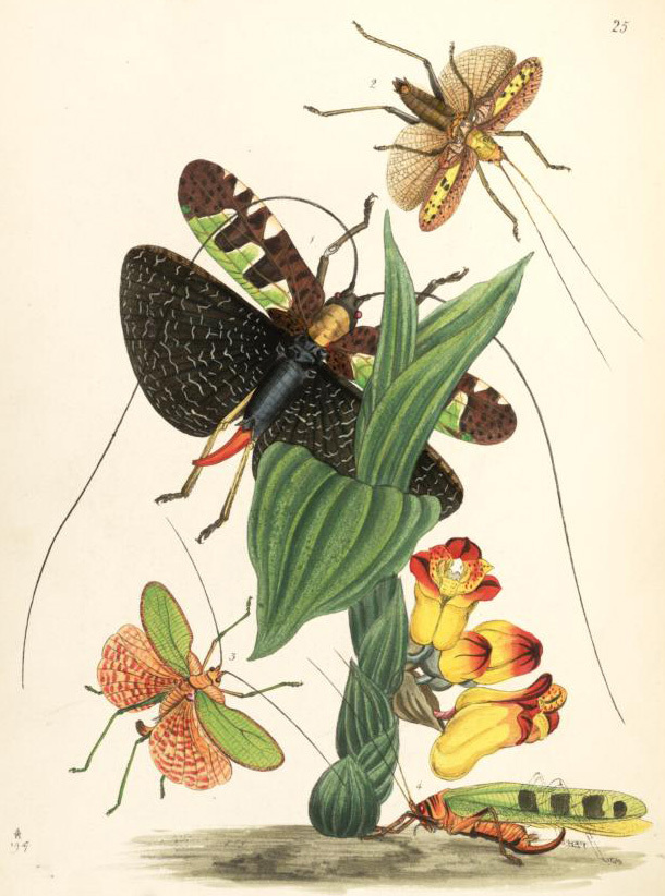 Sanaa imperialis (White, 1846): Pl. XXV (from Oxford Digital Library). from Westwood 1848: Acanthodis imperialis (Fig. 1), Acanthodis donovani (Fig. 2), Phylloptera sanguinolenta (Fig. 3) and Phylloptera 8-maculata. (Otu).