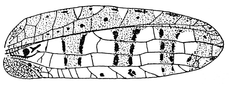 Sanaa intermedia Beier, 1944: Fig. 148 (same as Fig. 144 in Beier 1954). female right tegmen (65-67 mm). (Otu).