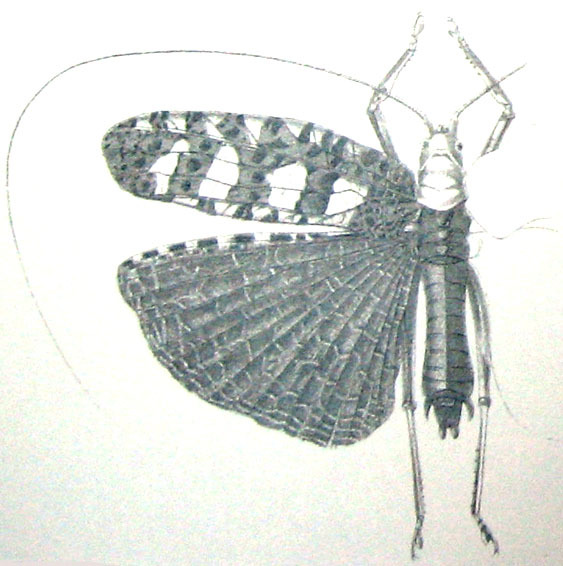 Sanaa regalis (Brunner von Wattenwyl, 1895): Pl. IV, Fig. 39. male. (Otu).