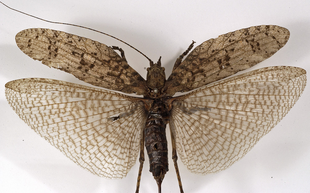 CollectionObject 1529714; 67f900e8-8aaf-4ddc-9fdd-6b65dc05be92: female, dorsal view (holotype). (CollectionObject).