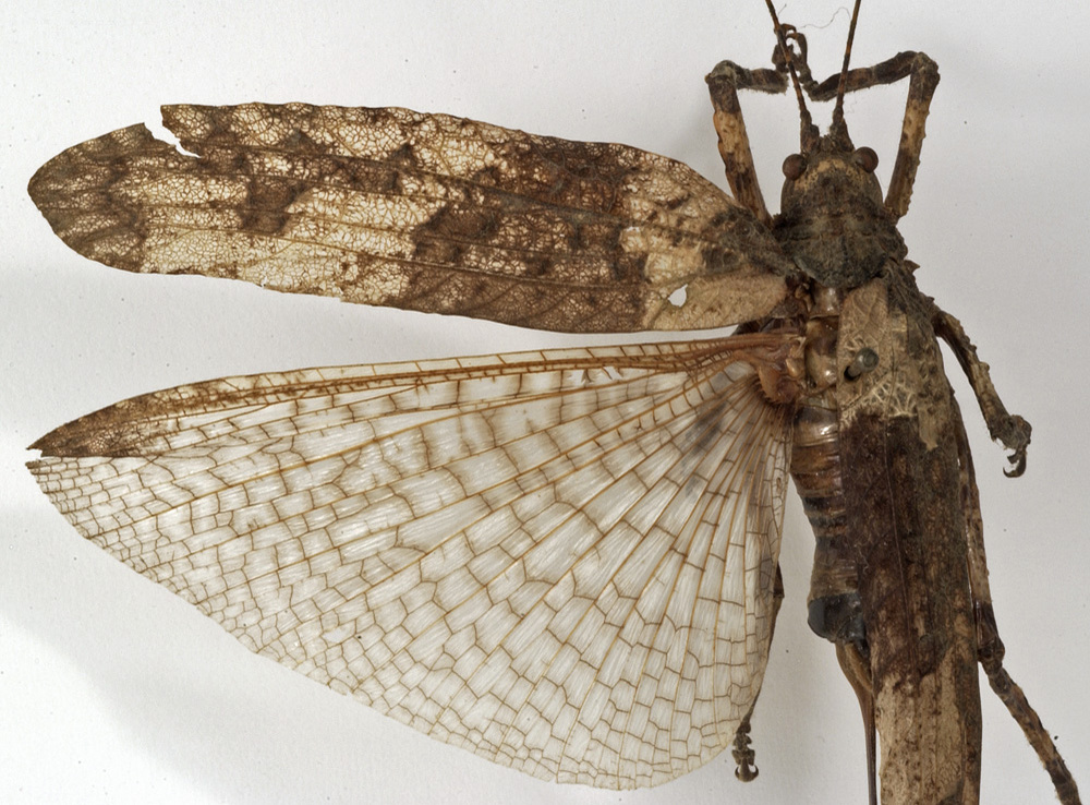 Sathrophyllia fuliginosa fuliginosa Stål, 1874: female, dorsal view (holotype of Sathrophyllia marmorata). (Otu).