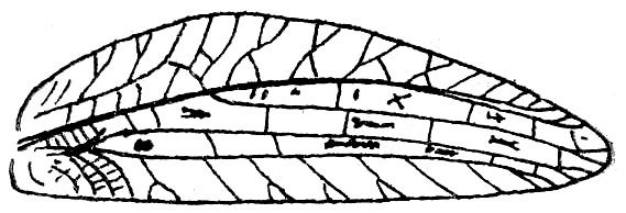 Sathrophyllia fuliginosa acutipennis Beier, 1954: Fig. 135 (same as Fig. 139 in Beier 1962). female right tegmen (47-50 mm). (Otu).