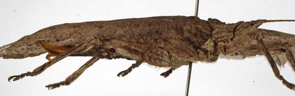 Sathrophyllia rugosa (Linnaeus, 1758): female, lateral view (holotype of Sathrophyllia torrida). (Otu).