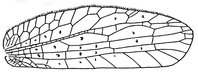 Sathrophylliopsis longepilosa (Brunner von Wattenwyl, 1895): Fig. 146 (same as Fig. 142 in Beier 1954). female right tegmen (53-58 mm). (Otu).