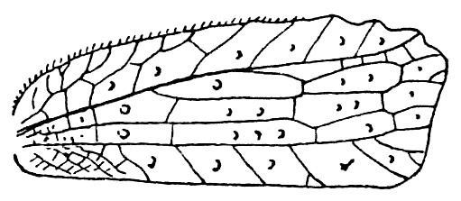 Sathrophylliopsis truncatipennis Beier, 1944: Fig. 147 (same as Fig. 143 in Beier 1954). female right tegmen (40-42 mm). (Otu).
