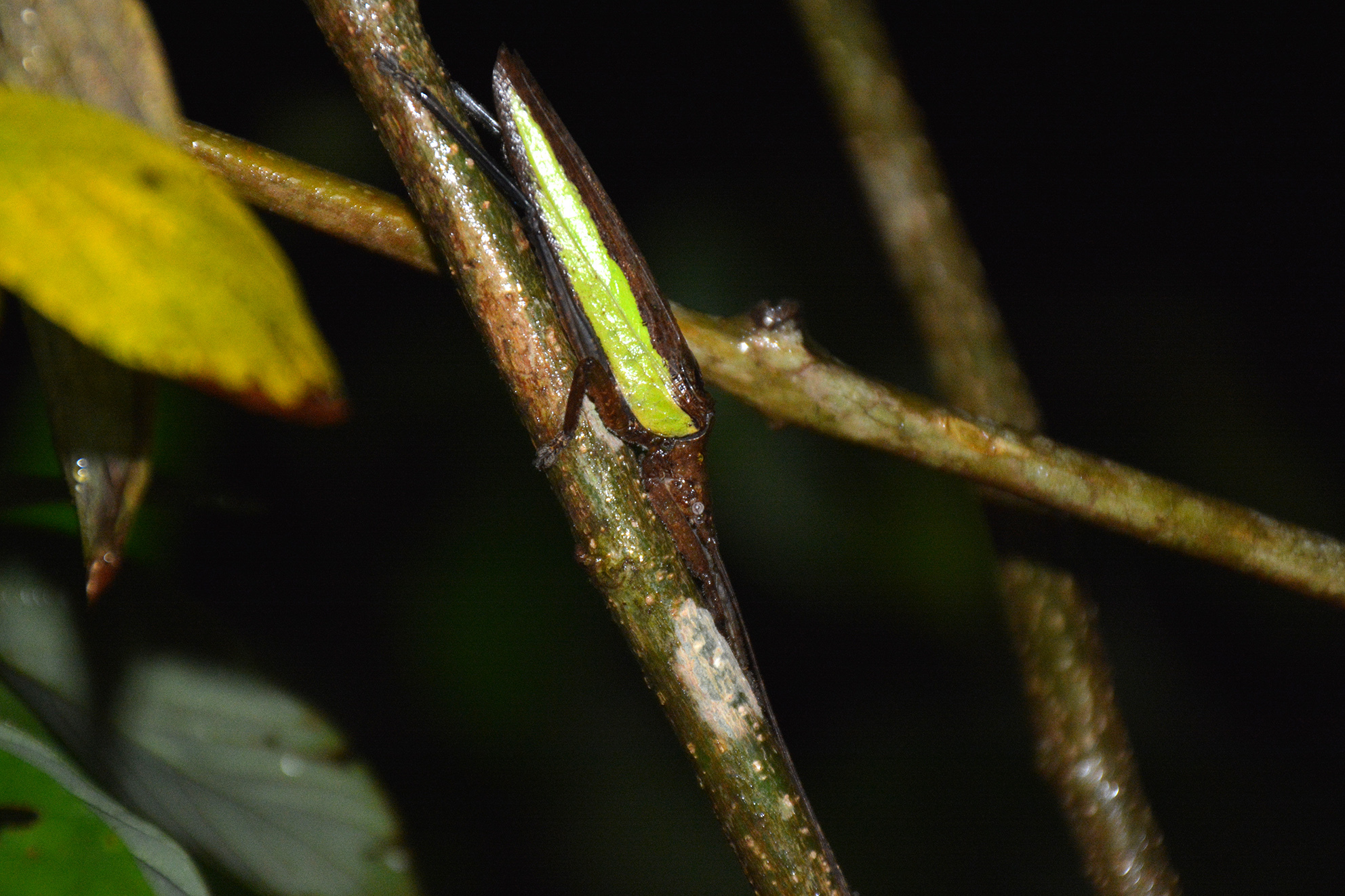 Tegra viridivitta (Walker, 1870): singing male (post monsoon 2019, Western Ghats). (Otu).