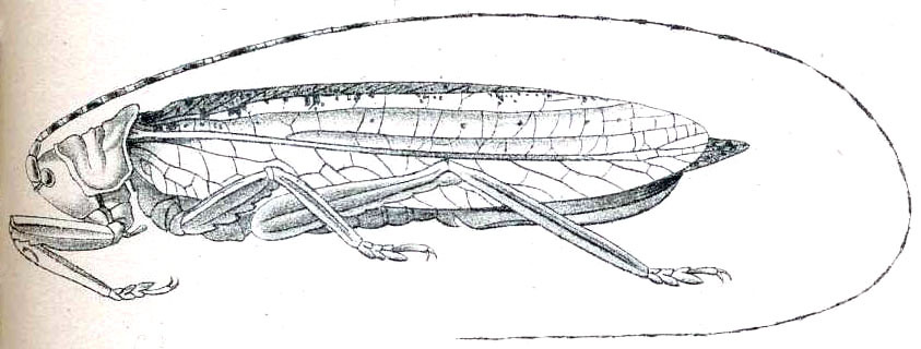 Tegra novaehollandiae immunis (Brunner von Wattenwyl, 1893): Pl. VI, Fig. 62. female (tegmina length 44 mm). (Otu).