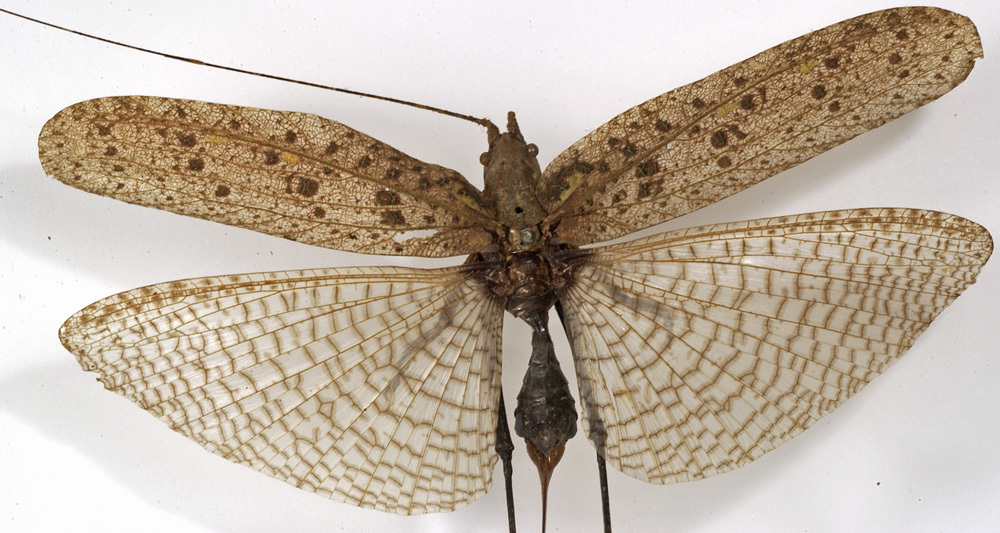CollectionObject 1529715; cf7ff5b4-cb13-4f11-98c5-d0e159bc78b5: female, dorsal view (holotype). (CollectionObject).
