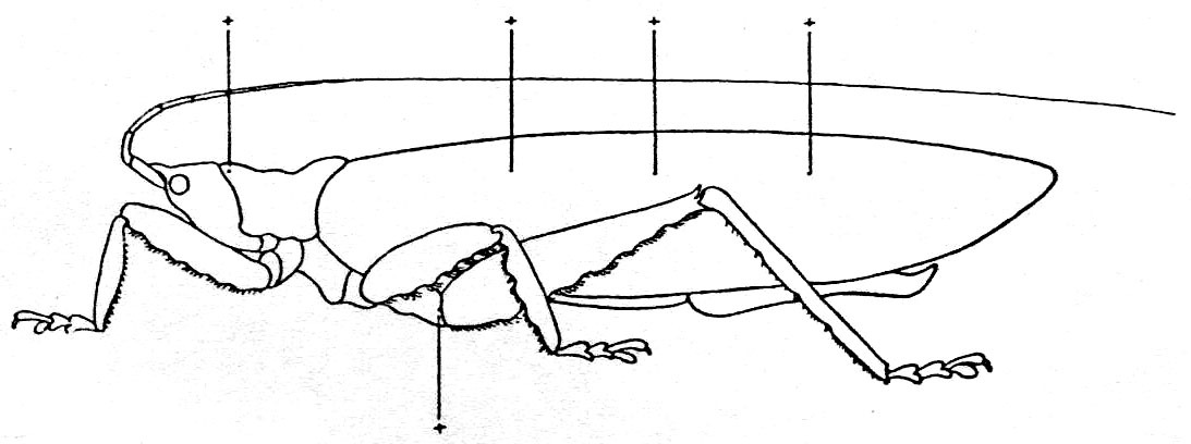Tegra novaehollandiae novaehollandiae (Haan, 1843): Fig. 4. habitus, points from which fluid exudes indicated. (Otu).