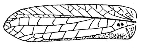 Typhoptera obliquevenosa Beier, 1954: Fig. 153 (same as Fig. 149 in Beier 1954). male left tegmen (40 mm). (Otu).