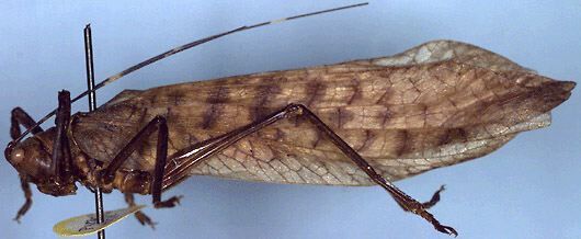 Typhoptera siamensis Karny, 1926: male, lateral view (paratype). (Otu).