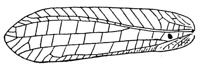 Typhoptera staudingeri (Brunner von Wattenwyl, 1895): Fig. 154 (same as Fig. 150 in Beier 1954). female left tegmen (44-56 mm). (Otu).