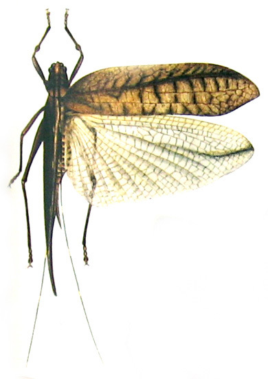 Typhoptera unicolor (Brunner von Wattenwyl, 1895): Pl. IV, Fig. 1. female, dorsal view (from Karny 1926). (Otu).