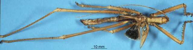 CollectionObject 1507001; 3753d1a7-8076-4b9d-a3b9-06253dd5c58a: male, dorsal view (holotype). (CollectionObject).