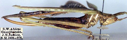 CollectionObject 1517092; 9954f8bb-3bdf-4293-a635-8294dbe9fb9b: female, lateral view (holotype). (CollectionObject).