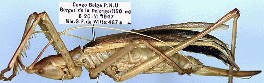 Clonia (Clonia) dewittei Kaltenbach, 1971: female, lateral view (paratype). (Otu).