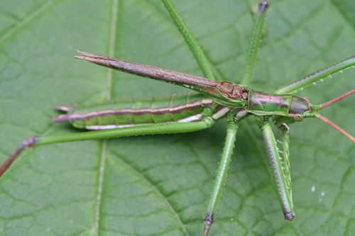 Clonia (Clonia) jagoi Kaltenbach, 1971: 2011. male (Kilimanjaro, eastern slopes, savanna). (Otu).