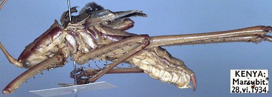 CollectionObject 1517096; a01049fb-8c63-4c77-b5fd-48b912e63e8d: male, lateral view (holotype). (CollectionObject).