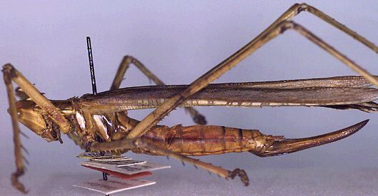 Clonia (Clonia) saussurei Kaltenbach, 1971: female, lateral view (paratype of Clonia intermedia). (Otu).