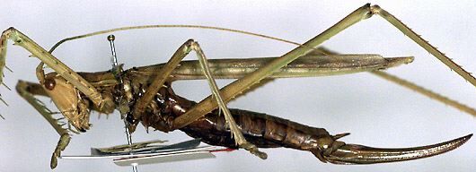 Clonia (Clonia) uvarovi Kaltenbach, 1971: female, lateral view (paratype). (Otu).