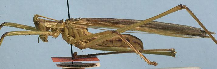 Clonia (Clonia) wahlbergi maculosa (Walker, 1869): male, lateral view (holotype of Clonia wahlbergi variabilis). (Otu).