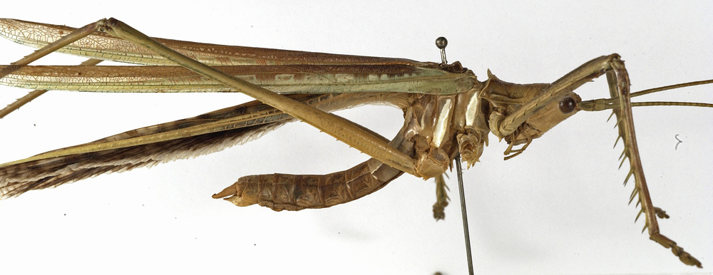 CollectionObject 1529736; eea8b809-7e4f-4f6c-b44e-d5f45eead3b6: male, lateral view (holotype). (CollectionObject).