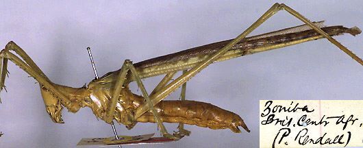 CollectionObject 1545264; 557aa787-0999-4865-8dde-b63d198e307f: male, lateral view (paratype). (CollectionObject).