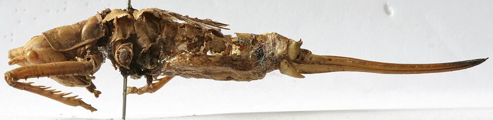 Clonia (Hemiclonia) melanoptera (Linnaeus, 1758): female, lateral view (holotype of Saga elegans). (Otu).